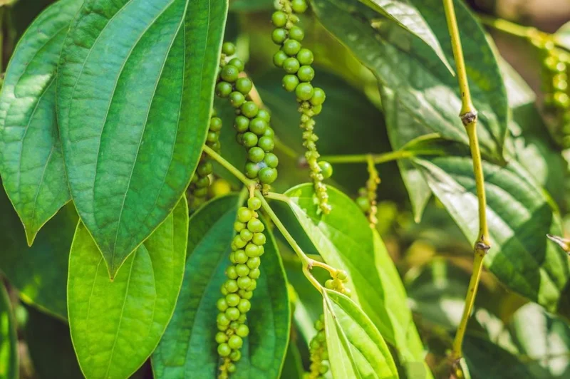 2 Black Pepper Live Plants Piper Nigrum Spice Vine Starter 4-6" Tall 2 Black Pepper Live Plants Piper Nigrum Spice Vine Starter 4-6" Tall - Image 2