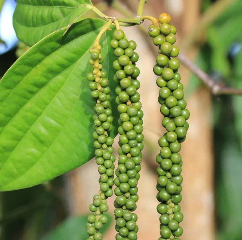 2 Black Pepper Live Plants Piper Nigrum Spice Vine Starter 4-6" Tall 2 Black Pepper Live Plants Piper Nigrum Spice Vine Starter 4-6" Tall - Image 3