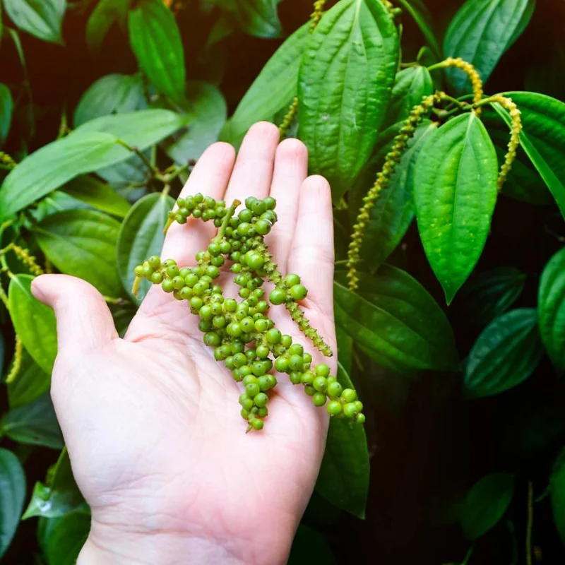 2 Black Pepper Live Plants Piper Nigrum Spice Vine Starter 4-6" Tall 2 Black Pepper Live Plants Piper Nigrum Spice Vine Starter 4-6" Tall - Image 5