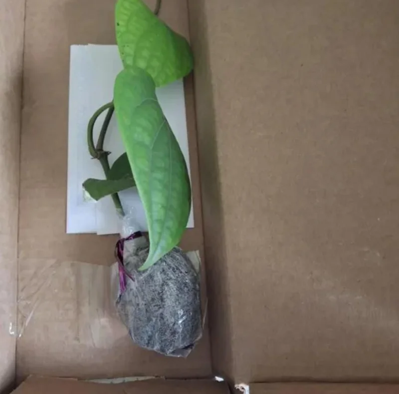 2 Black Pepper Live Plants Piper Nigrum Spice Vine Starter 4-6" Tall 2 Black Pepper Live Plants Piper Nigrum Spice Vine Starter 4-6" Tall - Image 9