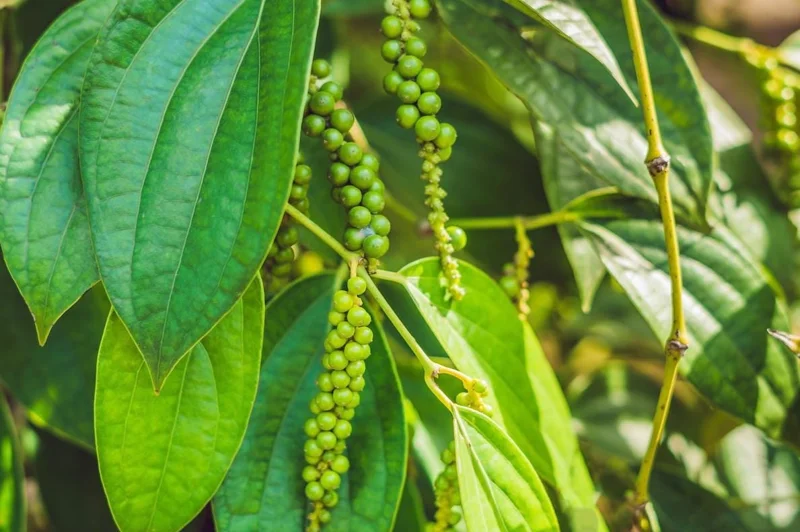 2 Black Pepper Live Plants - Piper Nigrum Starter Vines, 4-6" Tall, Spice Plant 2 Black Pepper Live Plants - Piper Nigrum Starter Vines, 4-6" Tall, Spice Plant - Image 2