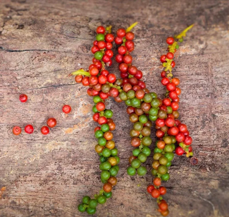 2 Black Pepper Live Plants - Piper Nigrum Starter Vines, 4-6" Tall, Spice Plant 2 Black Pepper Live Plants - Piper Nigrum Starter Vines, 4-6" Tall, Spice Plant - Image 7