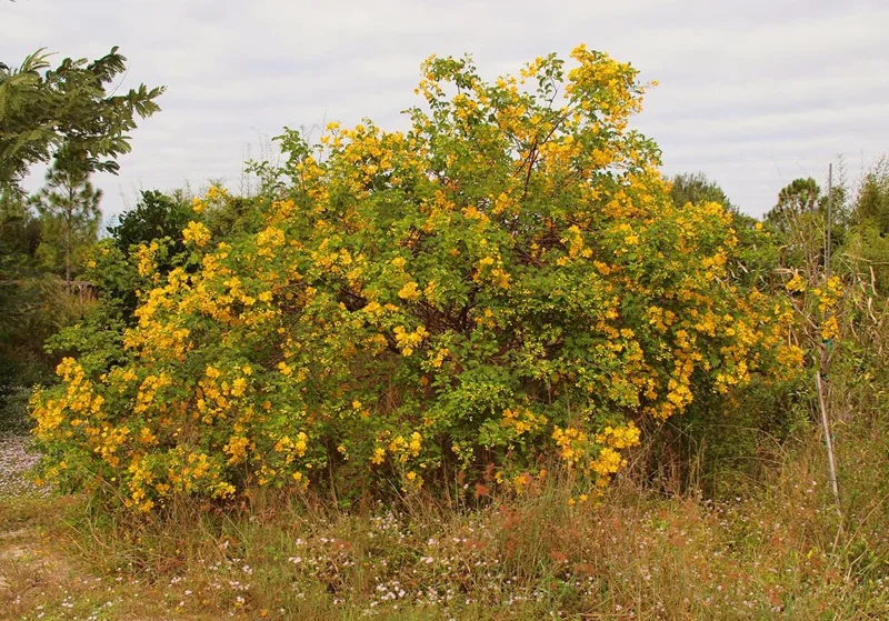 2 Cassia Butterfly Bush Live Plants - Senna bicapsularis - 4-6" Tall - Outdoor Shrub 2 Cassia Butterfly Bush Live Plants - Senna bicapsularis - 4-6" Tall - Outdoor Shrub - Image 10