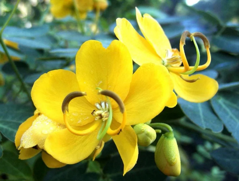 2 Cassia Butterfly Bush Live Plants - Senna bicapsularis - 4-6" Tall - Outdoor Shrub 2 Cassia Butterfly Bush Live Plants - Senna bicapsularis - 4-6" Tall - Outdoor Shrub - Image 2