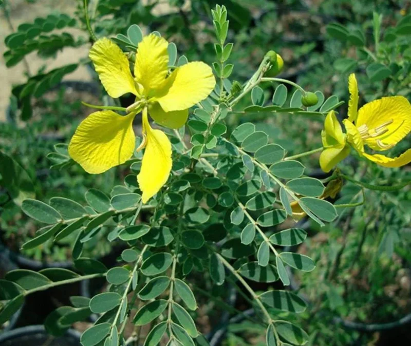 2 Cassia Butterfly Bush Live Plants - Senna bicapsularis - 4-6" Tall - Outdoor Shrub 2 Cassia Butterfly Bush Live Plants - Senna bicapsularis - 4-6" Tall - Outdoor Shrub - Image 3
