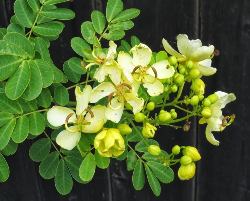 2 Cassia Butterfly Bush Live Plants - Senna bicapsularis - 4-6" Tall - Outdoor Shrub 2 Cassia Butterfly Bush Live Plants - Senna bicapsularis - 4-6" Tall - Outdoor Shrub - Image 4