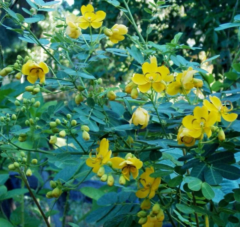 2 Cassia Butterfly Bush Live Plants - Senna bicapsularis - 4-6" Tall - Outdoor Shrub 2 Cassia Butterfly Bush Live Plants - Senna bicapsularis - 4-6" Tall - Outdoor Shrub - Image 7