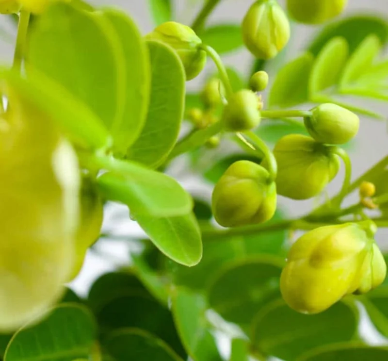 2 Cassia Butterfly Bush Live Plants - Senna bicapsularis - 4-6" Tall - Outdoor Shrub 2 Cassia Butterfly Bush Live Plants - Senna bicapsularis - 4-6" Tall - Outdoor Shrub - Image 8