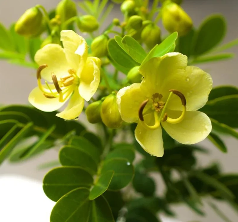 2 Cassia Butterfly Bush Live Plants - Senna bicapsularis - 4-6" Tall - Outdoor Shrub 2 Cassia Butterfly Bush Live Plants - Senna bicapsularis - 4-6" Tall - Outdoor Shrub - Image 1