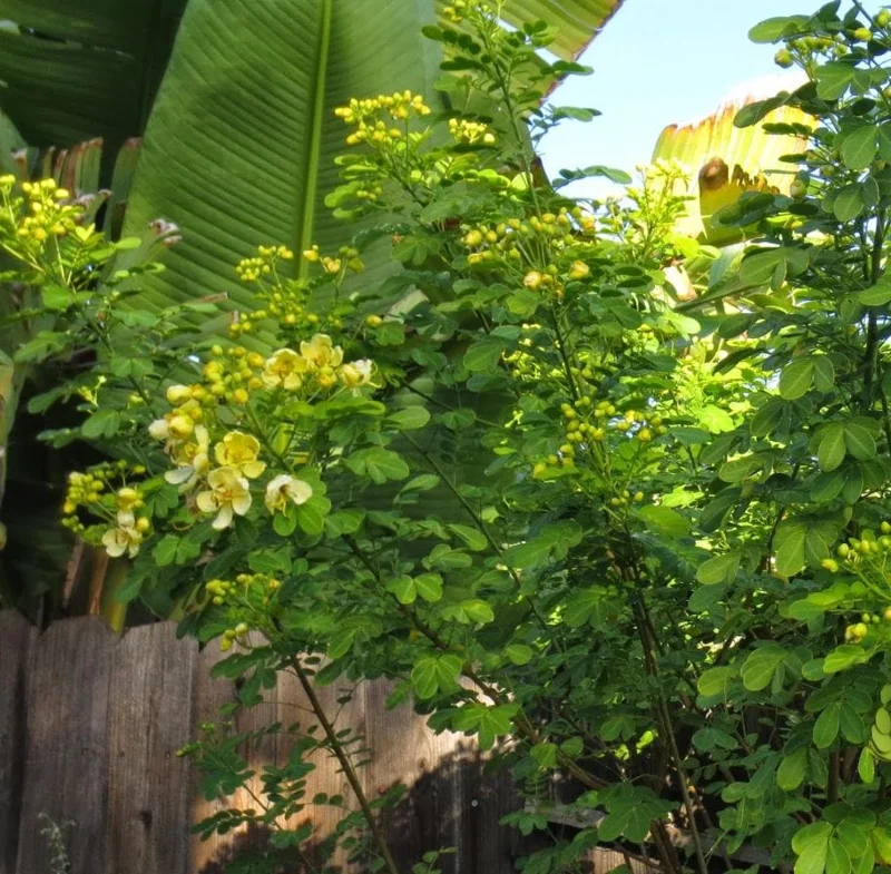 2 Cassia Butterfly Bush Live Plants - Senna bicapsularis - 4-6" Tall - Outdoor Shrub 2 Cassia Butterfly Bush Live Plants - Senna bicapsularis - 4-6" Tall - Outdoor Shrub - Image 9