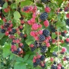 2 Chester Thornless Blackberry Live Plants - Sweet Fruit, Heat Tolerant, USDA Zones 5-10 - Image 1