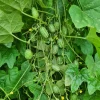 2 Cucamelon Live Starter Plants, 3-5 Inch Tall, 4 Inch Pot, Mexican Sour Gherkin Vine, Outdoor - Image 1
