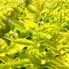 2 Duranta Yellow Live Plants - 4-6 inch Starter Plants - Drought Tolerant Outdoor Shrub 2 Duranta Yellow Live Plants - 4-6 inch Starter Plants - Drought Tolerant Outdoor Shrub - Image 1