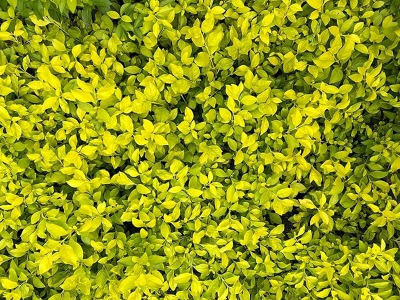 2 Duranta Yellow Live Plants – Starter Plants – 4-6 in – Drought Tolerant Shrub 2 Duranta Yellow Live Plants – Starter Plants – 4-6 in – Drought Tolerant Shrub - Image 2