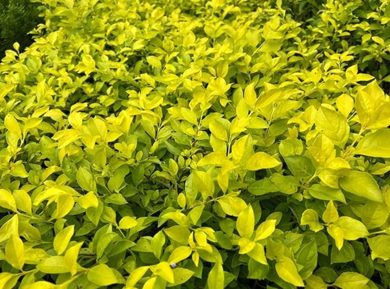 2 Duranta Yellow Live Plants – Starter Plants – 4-6 in – Drought Tolerant Shrub 2 Duranta Yellow Live Plants – Starter Plants – 4-6 in – Drought Tolerant Shrub - Image 3