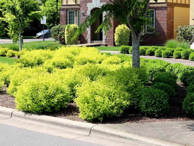 2 Duranta Yellow Live Plants – Starter Plants – 4-6 in – Drought Tolerant Shrub 2 Duranta Yellow Live Plants – Starter Plants – 4-6 in – Drought Tolerant Shrub - Image 4