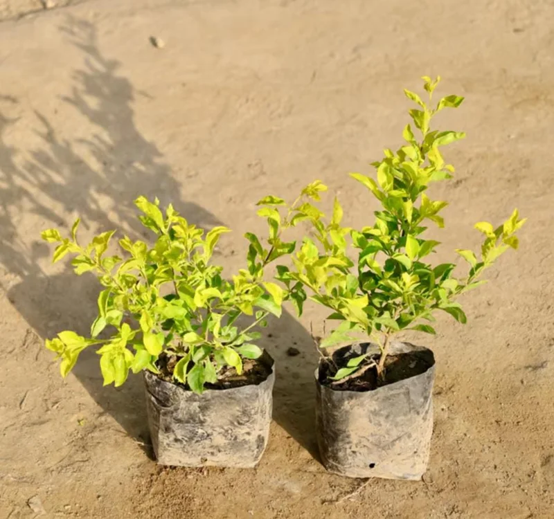 2 Duranta Yellow Live Plants – Starter Plants – 4-6 in – Drought Tolerant Shrub 2 Duranta Yellow Live Plants – Starter Plants – 4-6 in – Drought Tolerant Shrub - Image 5