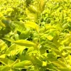 2 Duranta Yellow Live Plants – Starter Plants – 4-6 in – Drought Tolerant Shrub 2 Duranta Yellow Live Plants – Starter Plants – 4-6 in – Drought Tolerant Shrub - Image 1