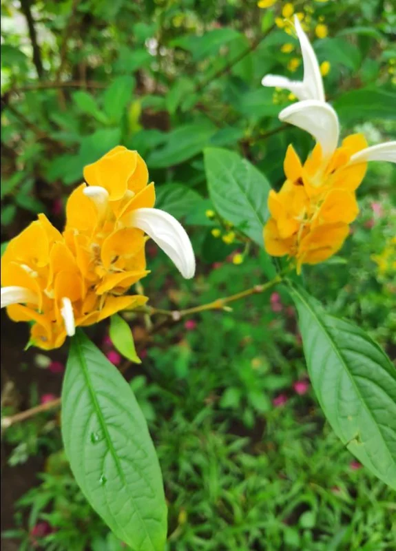 2 Golden Shrimp Plant Live Plants - Pachystachys Lutea, Yellow Lollipop Flowers, 5-7 Inch Tall 2 Golden Shrimp Plant Live Plants - Pachystachys Lutea, Yellow Lollipop Flowers, 5-7 Inch Tall - Image 2