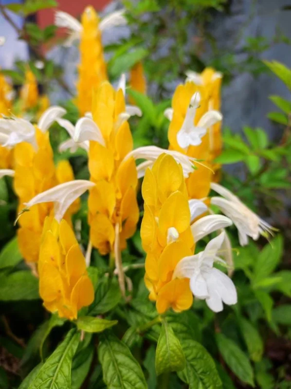 2 Golden Shrimp Plant Live Plants - Pachystachys Lutea, Yellow Lollipop Flowers, 5-7 Inch Tall 2 Golden Shrimp Plant Live Plants - Pachystachys Lutea, Yellow Lollipop Flowers, 5-7 Inch Tall - Image 3