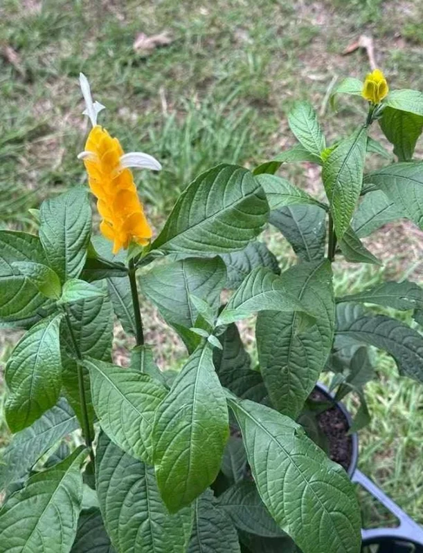 2 Golden Shrimp Plant Live Plants - Pachystachys Lutea, Yellow Lollipop Flowers, 5-7 Inch Tall 2 Golden Shrimp Plant Live Plants - Pachystachys Lutea, Yellow Lollipop Flowers, 5-7 Inch Tall - Image 4