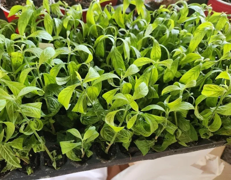 2 Golden Shrimp Plant Live Plants - Pachystachys Lutea, Yellow Lollipop Flowers, 5-7 Inch Tall 2 Golden Shrimp Plant Live Plants - Pachystachys Lutea, Yellow Lollipop Flowers, 5-7 Inch Tall - Image 5