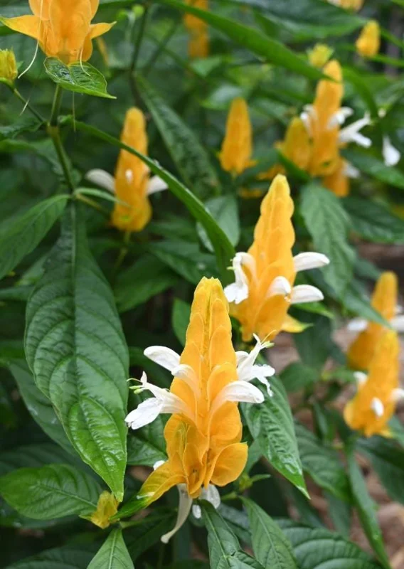 2 Golden Shrimp Plant Live Plants - Pachystachys Lutea, Yellow Lollipop Flowers, 5-7 Inch Tall 2 Golden Shrimp Plant Live Plants - Pachystachys Lutea, Yellow Lollipop Flowers, 5-7 Inch Tall - Image 6