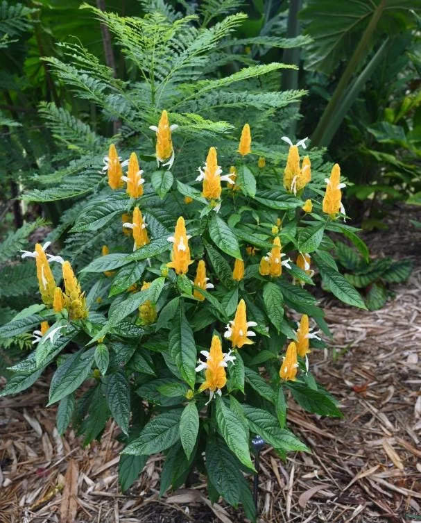 2 Golden Shrimp Plant Live Plants - Pachystachys Lutea, Yellow Lollipop Flowers, 5-7 Inch Tall 2 Golden Shrimp Plant Live Plants - Pachystachys Lutea, Yellow Lollipop Flowers, 5-7 Inch Tall - Image 7