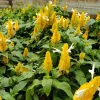 2 Golden Shrimp Plant Live Plants - Pachystachys Lutea, Yellow Lollipop Flowers, 5-7 Inch Tall - Image 1