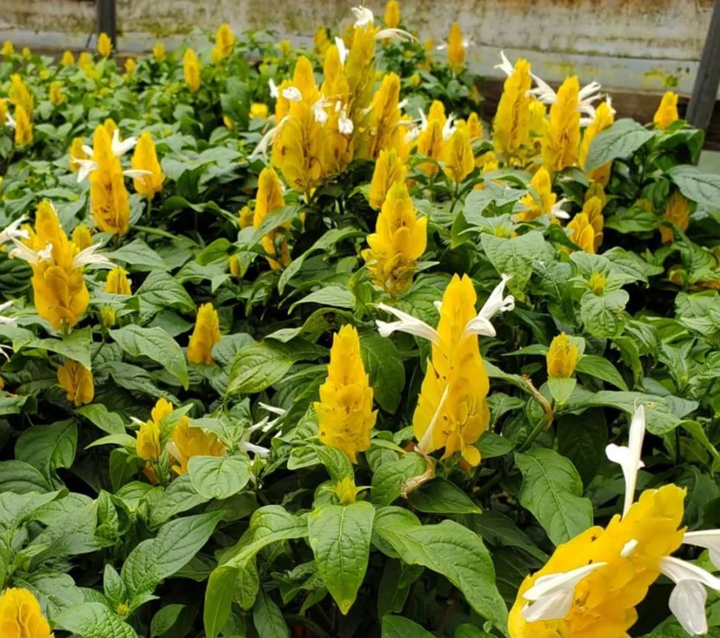 2 Golden Shrimp Plant Live Plants - Pachystachys Lutea, Yellow Lollipop Flowers, 5-7 Inch Tall 2 Golden Shrimp Plant Live Plants - Pachystachys Lutea, Yellow Lollipop Flowers, 5-7 Inch Tall - Image 1