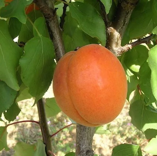 2 Hardy Apricot Trees, 1-2 Ft Tall Bare Root Plants - Sweet Red-Golden Fruit Outdoor 2 Hardy Apricot Trees, 1-2 Ft Tall Bare Root Plants - Sweet Red-Golden Fruit Outdoor - Image 10