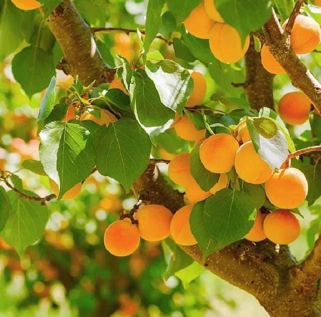 2 Hardy Apricot Trees, 1-2 Ft Tall Bare Root Plants - Sweet Red-Golden Fruit Outdoor 2 Hardy Apricot Trees, 1-2 Ft Tall Bare Root Plants - Sweet Red-Golden Fruit Outdoor - Image 3