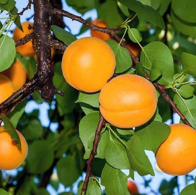 2 Hardy Apricot Trees, 1-2 Ft Tall Bare Root Plants - Sweet Red-Golden Fruit Outdoor 2 Hardy Apricot Trees, 1-2 Ft Tall Bare Root Plants - Sweet Red-Golden Fruit Outdoor - Image 4