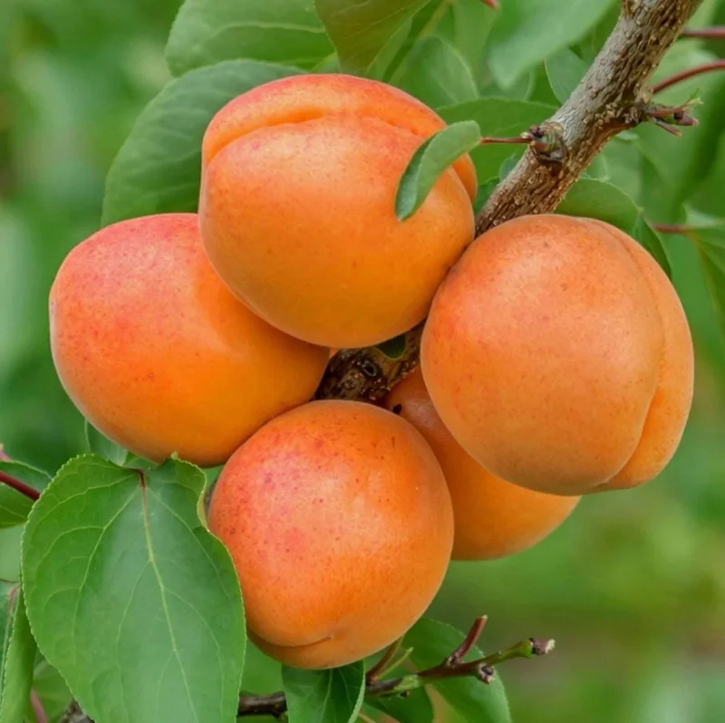 2 Hardy Apricot Trees, 1-2 Ft Tall Bare Root Plants - Sweet Red-Golden Fruit Outdoor 2 Hardy Apricot Trees, 1-2 Ft Tall Bare Root Plants - Sweet Red-Golden Fruit Outdoor - Image 5