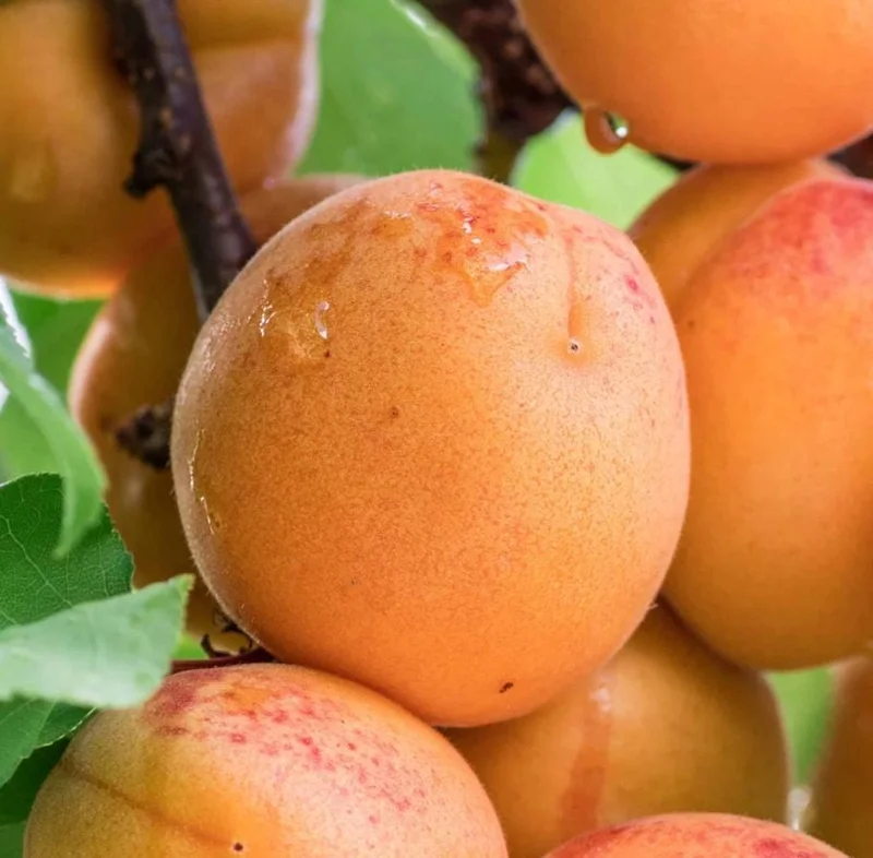 2 Hardy Apricot Trees, 1-2 Ft Tall Bare Root Plants - Sweet Red-Golden Fruit Outdoor 2 Hardy Apricot Trees, 1-2 Ft Tall Bare Root Plants - Sweet Red-Golden Fruit Outdoor - Image 6