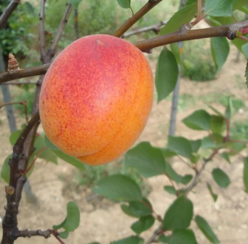 2 Hardy Apricot Trees, 1-2 Ft Tall Bare Root Plants - Sweet Red-Golden Fruit Outdoor 2 Hardy Apricot Trees, 1-2 Ft Tall Bare Root Plants - Sweet Red-Golden Fruit Outdoor - Image 8