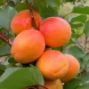 2 Hardy Apricot Trees, 1-2 Ft Tall Bare Root Plants - Sweet Red-Golden Fruit Outdoor - Image 1