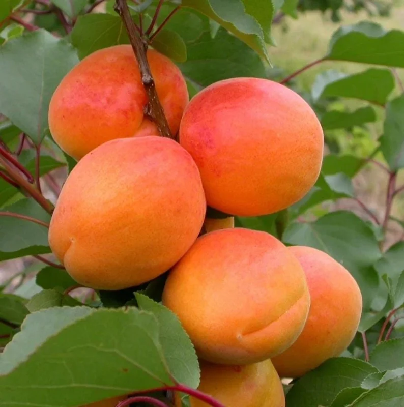2 Hardy Apricot Trees, 1-2 Ft Tall Bare Root Plants - Sweet Red-Golden Fruit Outdoor - Image 1