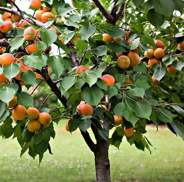 2 Hardy Apricot Trees, 1-2 Ft Tall Bare Root Plants - Sweet Red-Golden Fruit Outdoor 2 Hardy Apricot Trees, 1-2 Ft Tall Bare Root Plants - Sweet Red-Golden Fruit Outdoor - Image 9