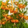 2 Large Tiger Lily Bulbs Orange Lilies 14/16cm – Lilium lancifolium 'Splendens' Perennial - Image 1