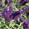 2 Live Butterfly Bush Plants - Black Buddleia Davidii - Fragrant Flowers - 5-9 Inch Tall - Image 1
