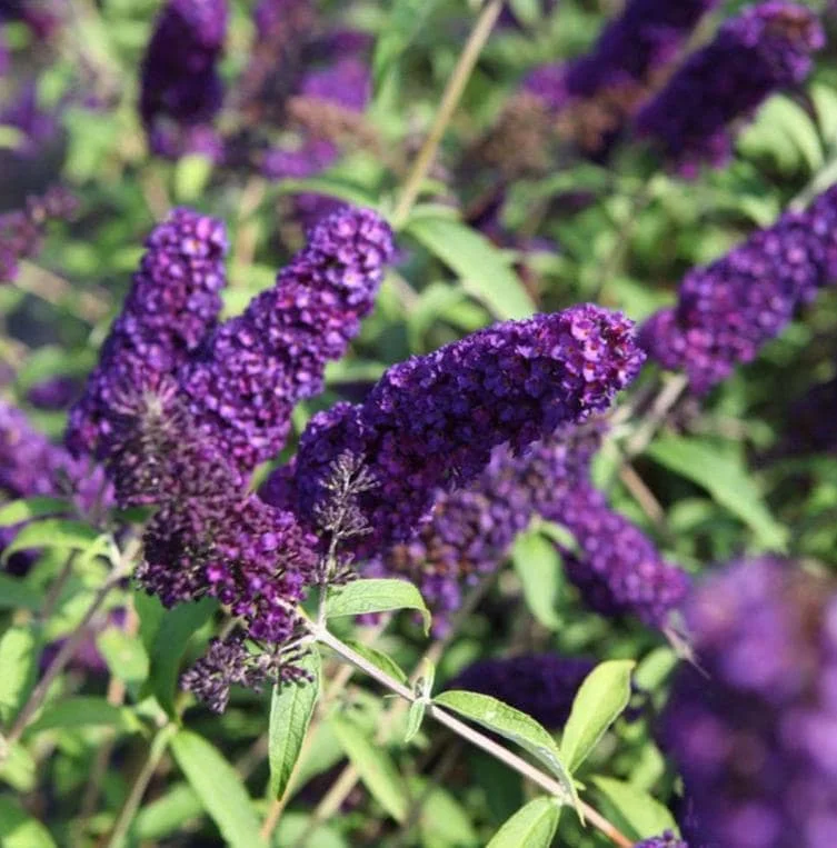 2 Live Butterfly Bush Plants - Black Buddleia Davidii - Fragrant Flowers - 5-9 Inch Tall - Image 1