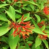 2 Mexican Firebush Live Plants – Hamelia patens Starter – 4-6 inches Tall – Hummingbird Magnet – Outdoor Shrub - Image 1