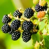 2 Navaho Thornless Blackberry Live Plants – Upright Shrub for Sweet Black Fruit - Image 1