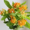 2 Orange Milkweed Live Plants, 4-6" Tall, Asclepias Tuberosa Starter, Outdoor 2 Orange Milkweed Live Plants, 4-6" Tall, Asclepias Tuberosa Starter, Outdoor - Image 1