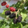 2 Osage Thornless Blackberry Live Plants - Sweet Juicy Fruit Starter - Image 1