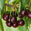 2 Pack Black Cherry Live Plants – Bare Root Sweet Cherry Trees 12-24 Inches – Outdoor Fruit Tree - Image 1