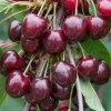 2 Pack Black Cherry Trees Live Bare Root Seedlings - 1-2 Ft Tall Outdoor Fruit Tree - Image 1