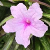 2 Pack Dwarf Pink Ruellia Live Plant - Mexican Petunia Starter, 4-9 Inch Tall - Image 1