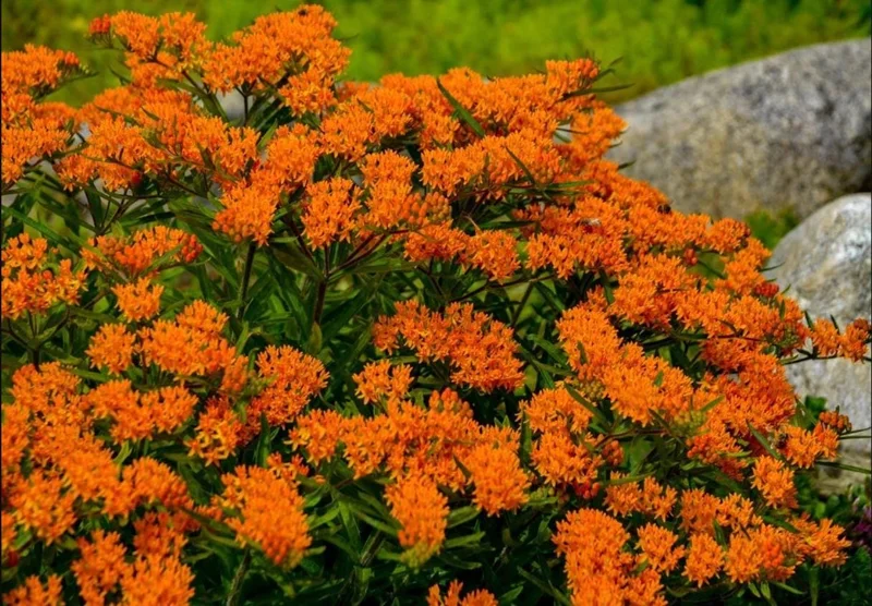 2-Pack Orange Milkweed Live Starter Plants - 4-9 Inch Tall - Butterfly Attractant 2-Pack Orange Milkweed Live Starter Plants - 4-9 Inch Tall - Butterfly Attractant - Image 10